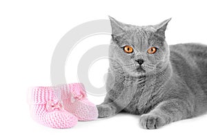 British cat and little baby shoes on isolation