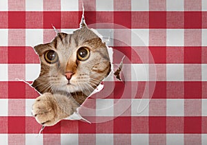 British cat looking through hole in paper picnic tablecloth