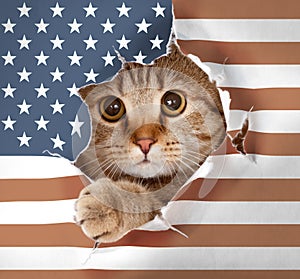 British cat looking up through hole in paper USA flag