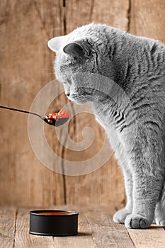 British cat looks at red caviar in a spoon on a wooden background