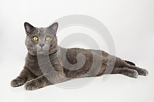 British cat lying down on a white background