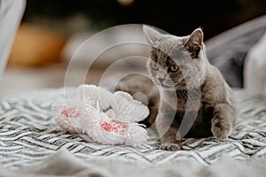 British cat lying near white baby socks on the bed. Grey british cat looking on the side