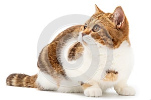 British cat lying on white background isolated