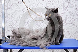 british cat next to the fur after deduction on the grooming table