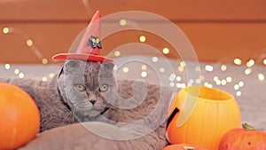 British cat with an orange witch\'s hat. Halloween party