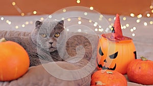 British cat with an orange witch\'s hat. Halloween party