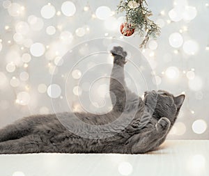British cat play with Christmas decorations. Cute cat is playing with a fir branch on the background of bokeh lights. Copy space