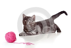 British cat playing red clew or ball