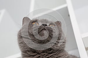 British cat portrait laying on shelf