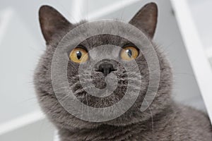 British cat portrait laying on shelf