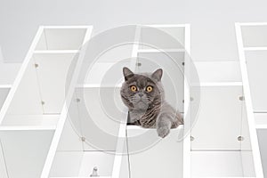 British cat portrait laying on shelf