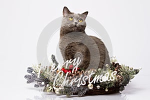 British cat posing with the words Merry Christmas on a white background