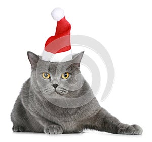 British cat in red christmas cap