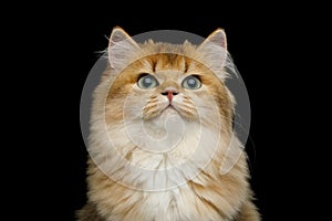 British Cat Red color with Furry hair on Isolated Black Background