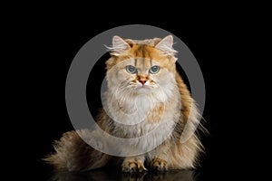British Cat Red color with Furry hair on Isolated Black Background