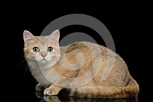 British Cat with Red Fur on Isolated Black Background