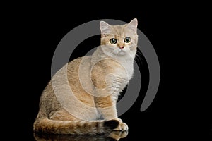 British Cat with Red Fur on Isolated Black Background