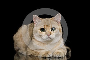 British Cat with Red Fur on Isolated Black Background