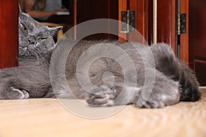 A British cat rests against the door jamb. Funny cat.