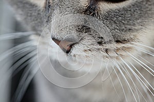 British cat's nose.