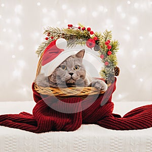 British cat in Santa Claus hat is sitting in a Christmas basket. Cute cat in basket with festive decorations on light background.