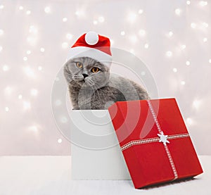 British cat in a Santa hat sitting in Christmas red gift box. Cute cat in Christmas gift box on white background with bokeh lights