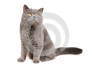 British cat sits and looking