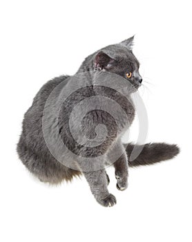 British cat sits and stares