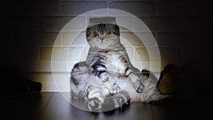 British cat sitting on the floor. happy cat. Scottish fold