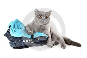 British cat sitting on Set of clothes