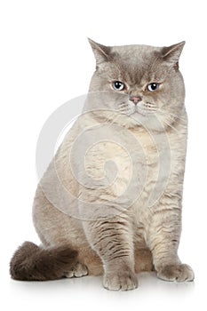 British cat sitting on a white background