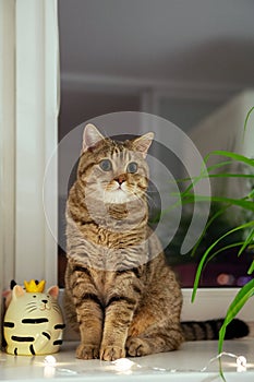 British cat sitting on a windowsill