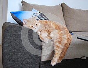 British cat sleeping at home