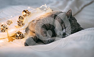 British cat sleeps in a knitted plaid with a glowing garland. Sleeping cat with Christmas lights. Happy new year. Symbol of 2023