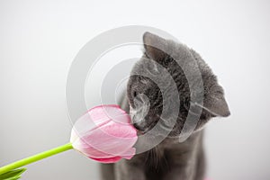 British cat sniffs a bouquet of tulips. The manifestation and aroma of spring. Pets and flowers. Tulips in the teapot