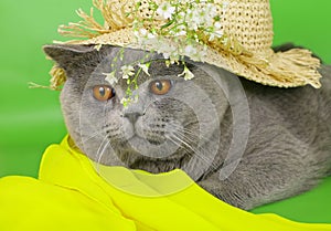 British cat in a straw hat