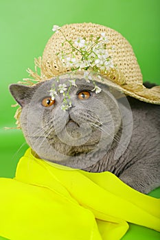 British cat in a straw hat