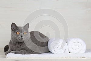 British cat on a towel