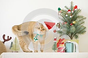 british cat wear green necktie sit on white table with christmas tree gift box and ornament decorate background