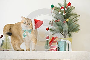 british cat wear green necktie sit on white table with christmas tree gift box and ornament decorate background