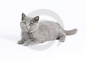 British cat on white