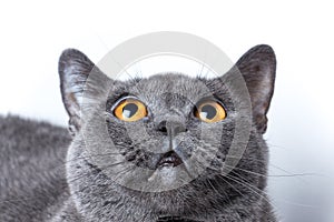 British cat on white background sits looking up