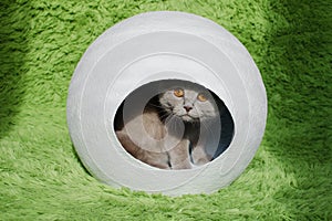 British cat in white sphere house