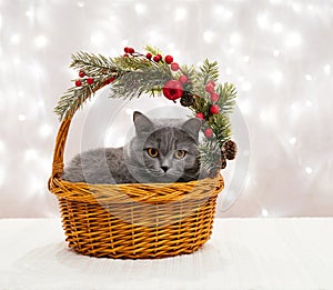 British cat in a wicker basket on light background. New Year greeting card with cute gray kitty and Christmas decorations