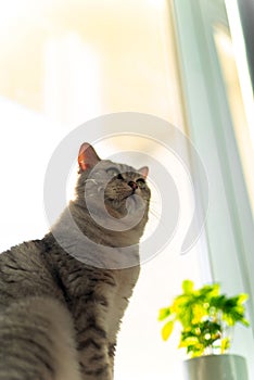 British cat on window