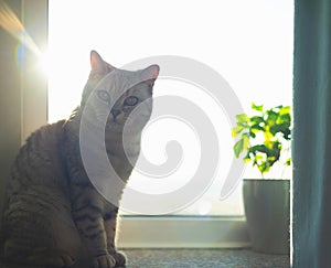 British cat on window