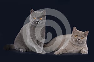 British cats on a black background