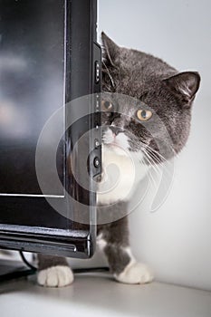 The British catÃ¯Â¼ÅStay behind the TV