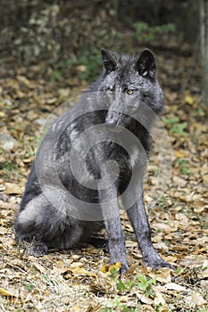 British Colombian wolf Vertical