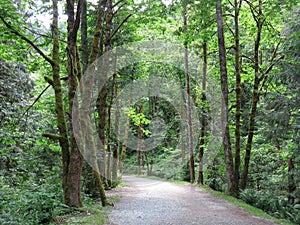 British Columbia Backwoods